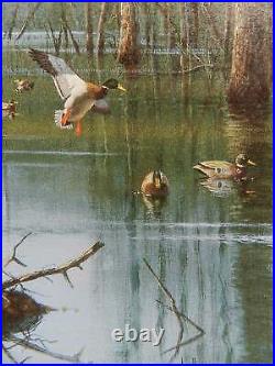 1998 Arkansas Waterfowl Duck Conservation Stamp Print New Mint Mallards Hunting