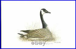 ILLINOIS 1977 #3 DUCK STAMP PRINT by Richard Lynch NEVER FRAMED Withstamp Reg $600