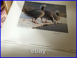 Lot of 37 Ducks Unlimited Prints Most with Stamps Some Medallions